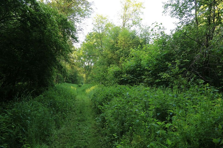 Langgrund trail