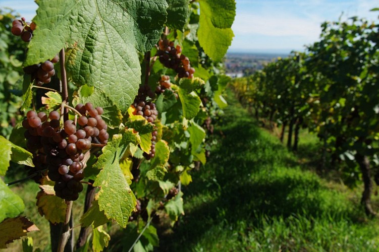Sentier viticole d'Obernai