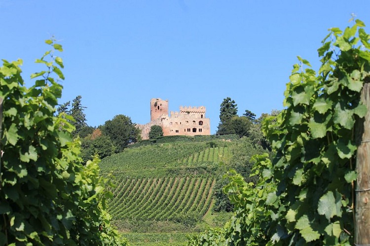 Le château de Kintzheim et son vignoble