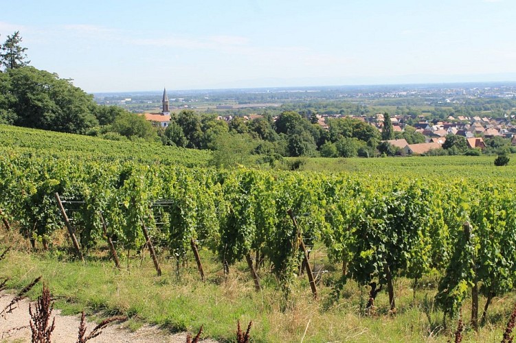 Le village de Kintzheim depuis les vignes