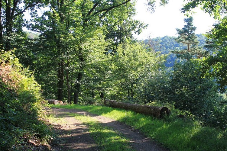 La Route forestière de l'Etang
