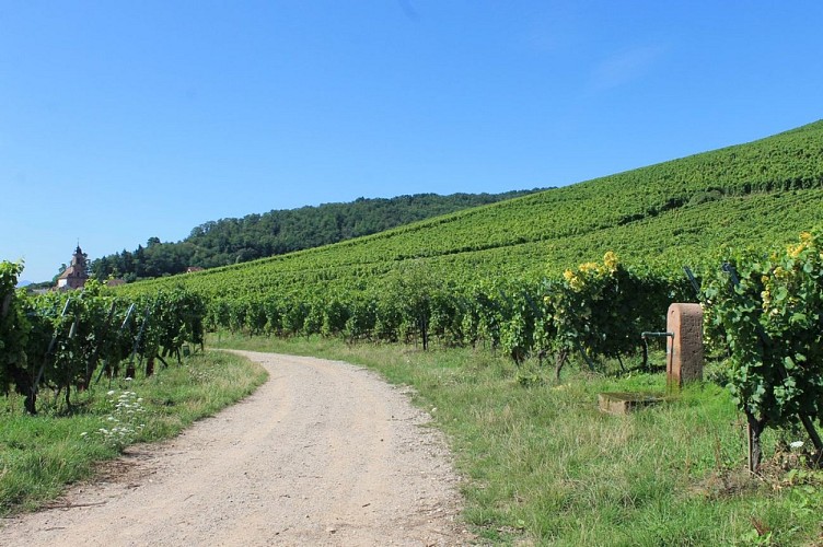 Les coteaux du Praelatenberg près d'Orschwiller