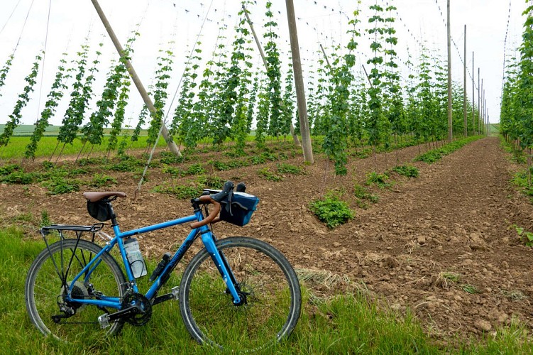 Wingersheim - Houblonnières