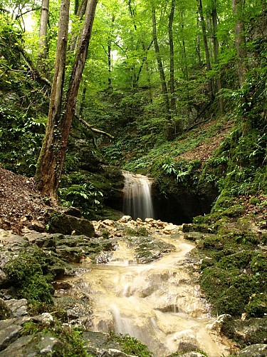 Cascade Biederthal