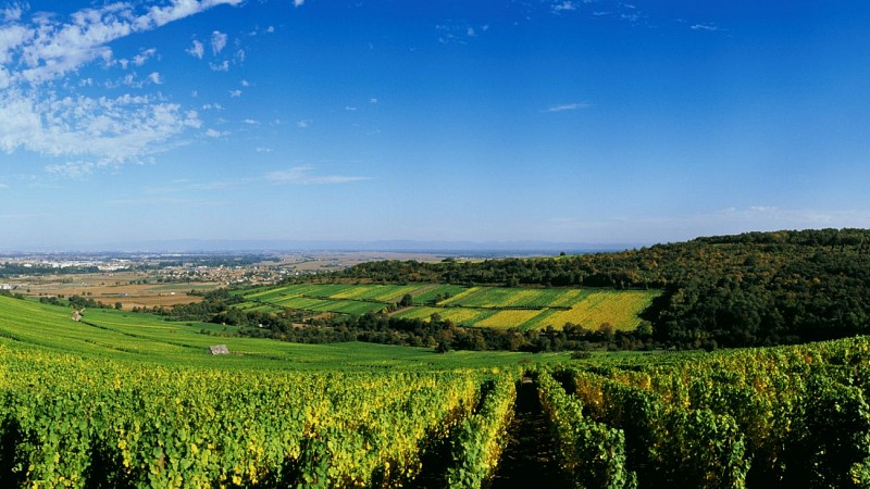 Dorlisheim - route des vins