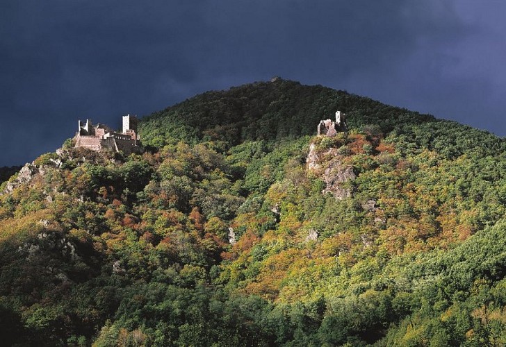 Les trois châteaux de Ribeauvillé