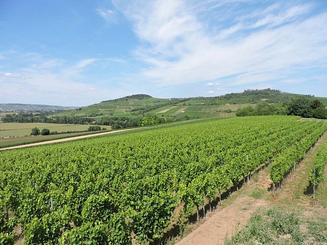 Vignoble de Soultz-les-Bains