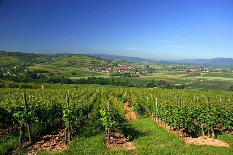 Vignoble de Traenheim