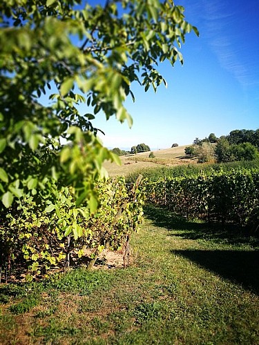 Le village de Rammersmatt entre vignes et champs