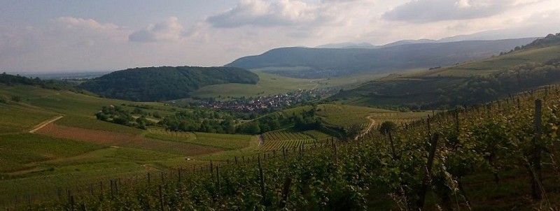 Wine path from Westhalten (Bollenberg)