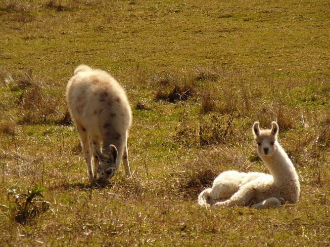 Les lamas de la ferme du Hornihof de Kiffis