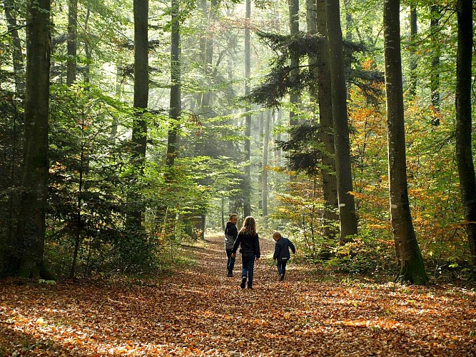 Forêt du Jura Alsacien