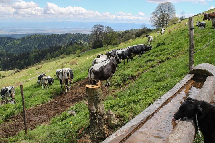 Balade ferme-auberge Buchwald : écouter les cloches tinter…