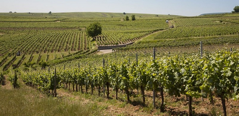 Walk: the Bildstoeckle vineyard