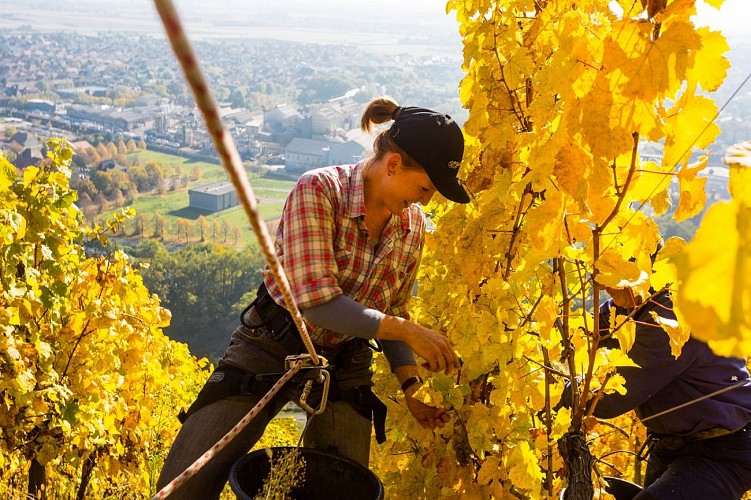 Les vendanges encordés dans le vignoble du Rangen , le plus pentu d'Alsace