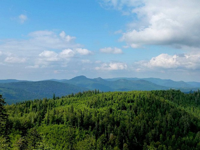Rundwanderung C07 : Burgruine Salm & Felsen "la Chatte pendue"