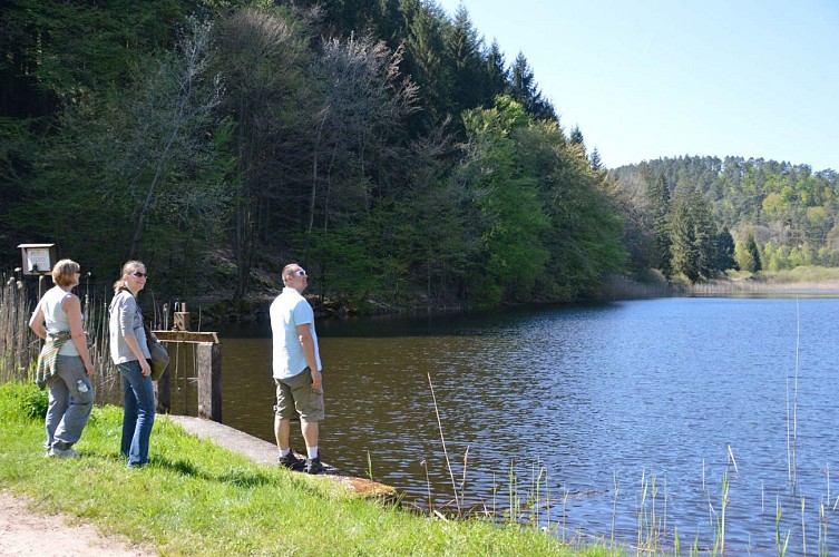 Randonnée des forges de Jaegerthal aux châteaux de Windstein, Alsace
