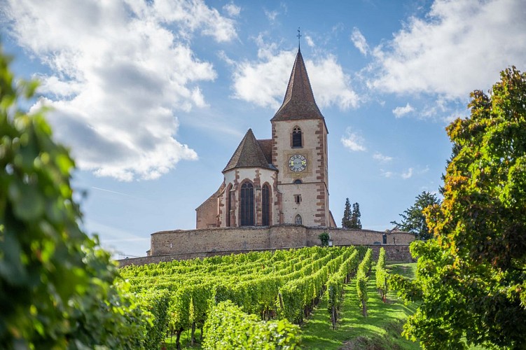 Parcours vélo : À travers les perles du vignoble