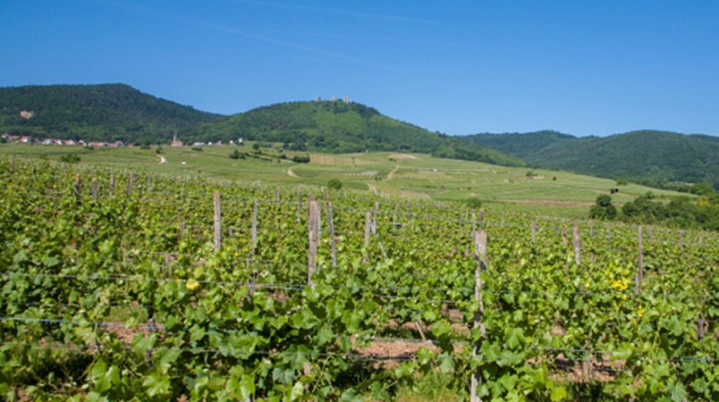 Die Entdeckung der Weinberge mit dem Fahrrad
