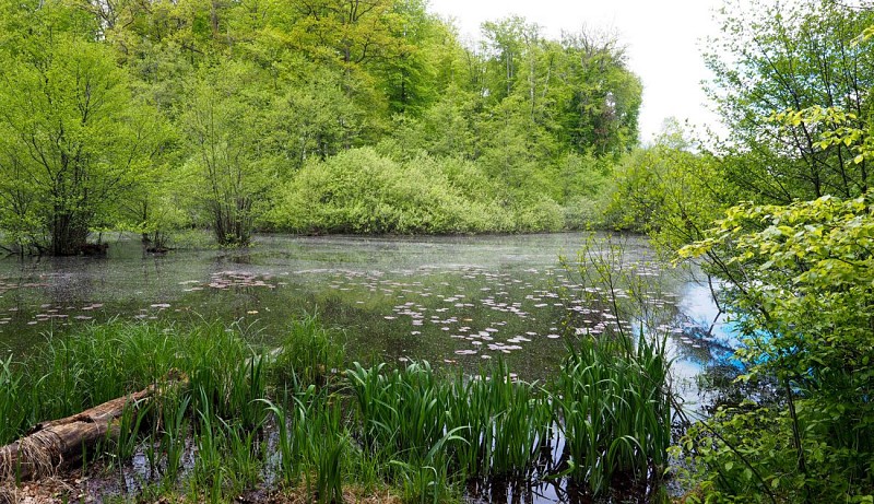 Les étangs de Bisel