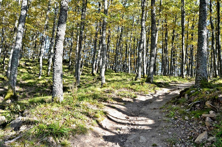 Hiking tour - from Kientzheim to Riquewihr