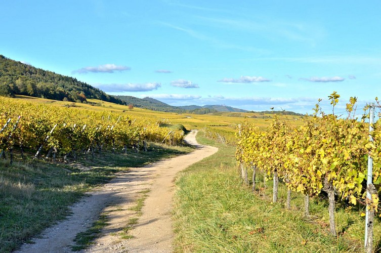 Hiking tour - from Kientzheim to Riquewihr
