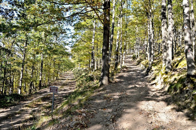 Circuit rando - de Kientzheim à Riquewihr par le chêne de la Chapelle