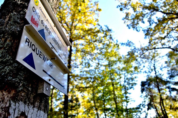 Circuit rando - de Kientzheim à Riquewihr par le chêne de la Chapelle