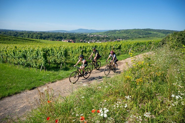 Circuit vélo Vers la voie verte de Rosheim