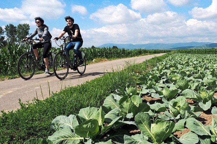 Kohl- und Weinbergtour