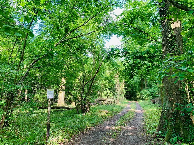 Circuit pédestre : le sentier botanique Mittelgrund
