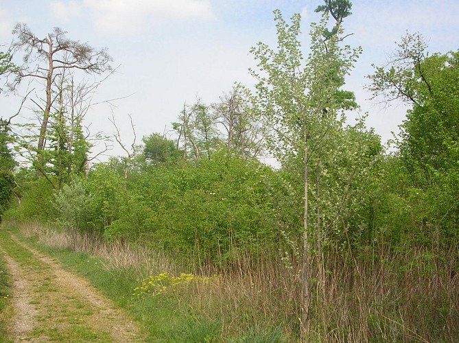 Circuit pédestre : le sentier botanique Mittelgrund