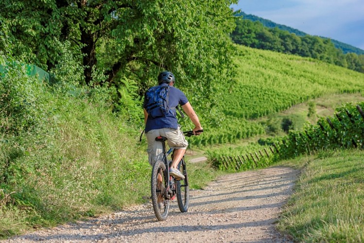 Ribeauvillé-Bergheim cycle route