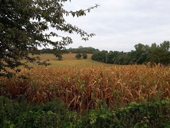 Wanderung : Les Hauts de Mothern