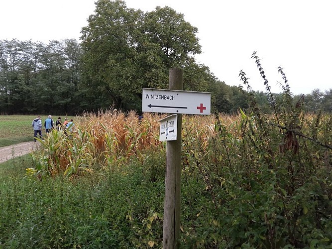 Wanderung : Les Hauts de Mothern