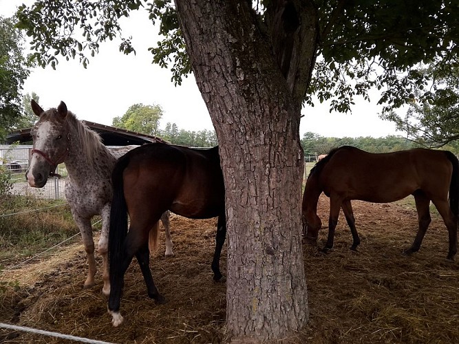 Walking trail : Les Hauts de Mothern