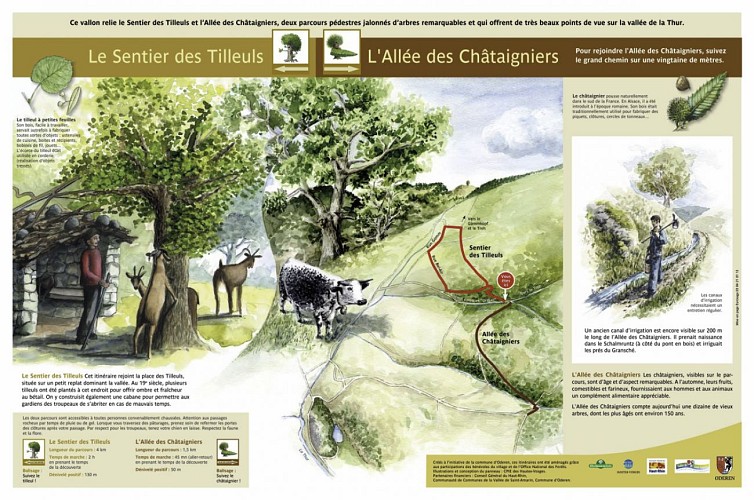 Sentier des tilleuls et allée des châtaigniers