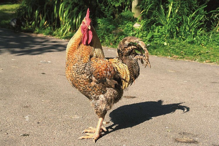 Cycling circuit H02: The hamlets of Ranrupt and Stampoumont