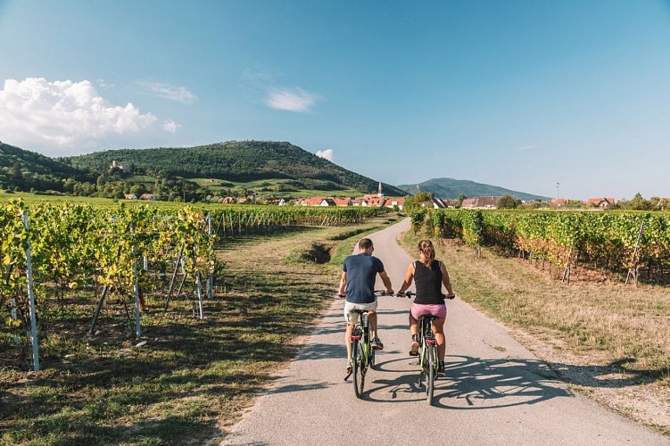 Bike tour between vineyards and plains