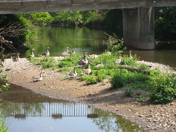 Les oies sur la Bruche à Avolsheim