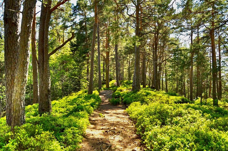 Wanderung - Historischer Rundweg der Steine