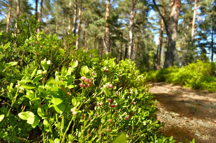 Wanderung - Historischer Rundweg der Steine