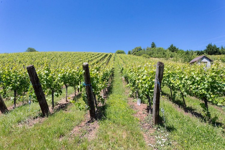 les vignes de la Côte 425 de Steinbach
