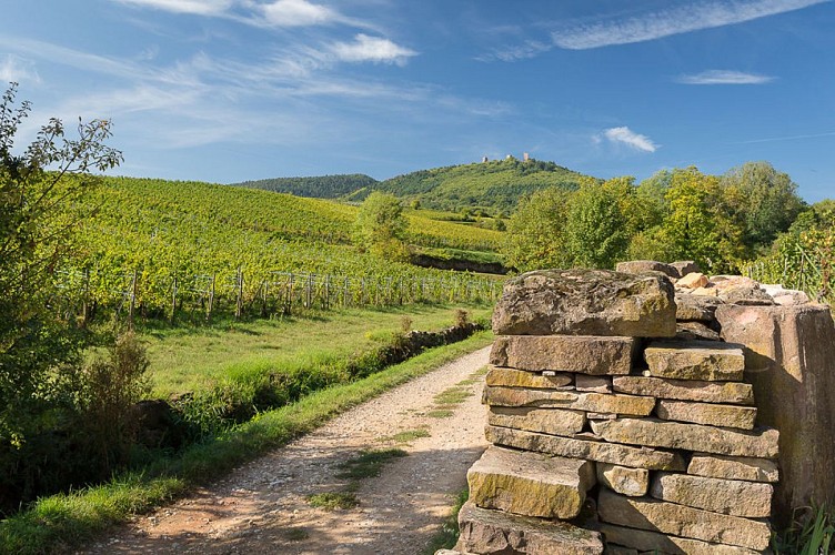 Circuit Vignoble et Châteaux