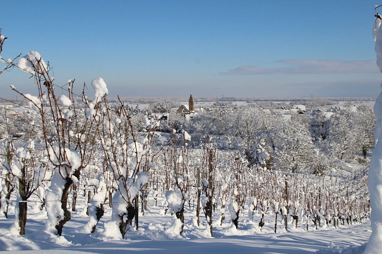 Circuit Vignoble et Châteaux