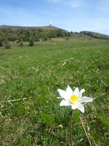 Fleur sur la randonnée des flancs du Grand Ballon