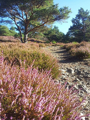 Sur les hauteur de Schweighouse Lautenbach