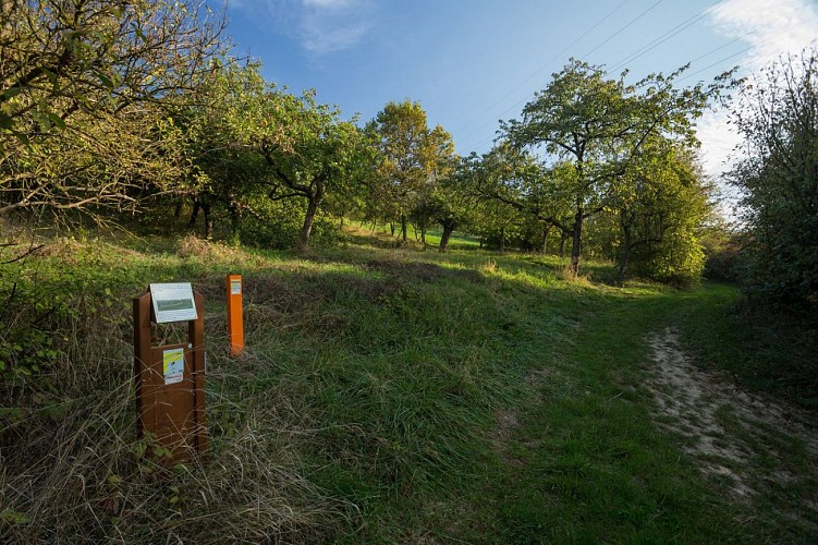 Sentier Colline du Scheuerberg