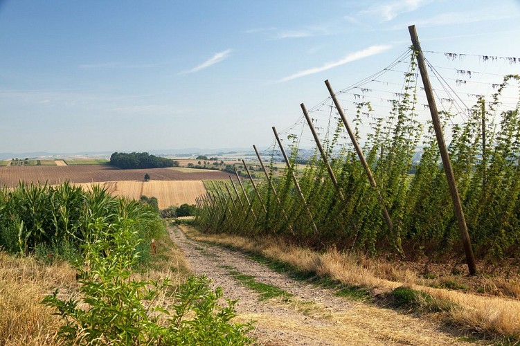 Sentier des saveurs à Mittelhausen