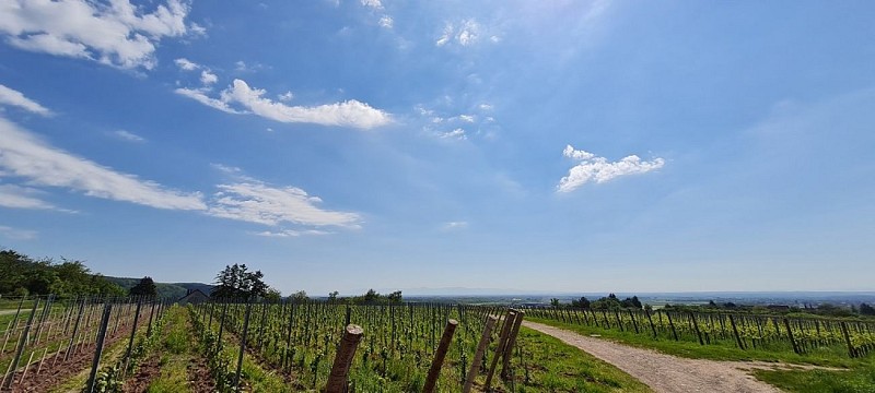 Le vignoble de Leimbach - Porte Sud de la Route des Vins d'Alsace
